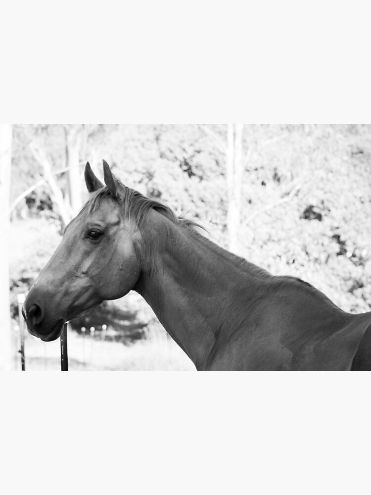 "Black and White Hungry Horse" Poster for Sale by MrsRogers Redbubble