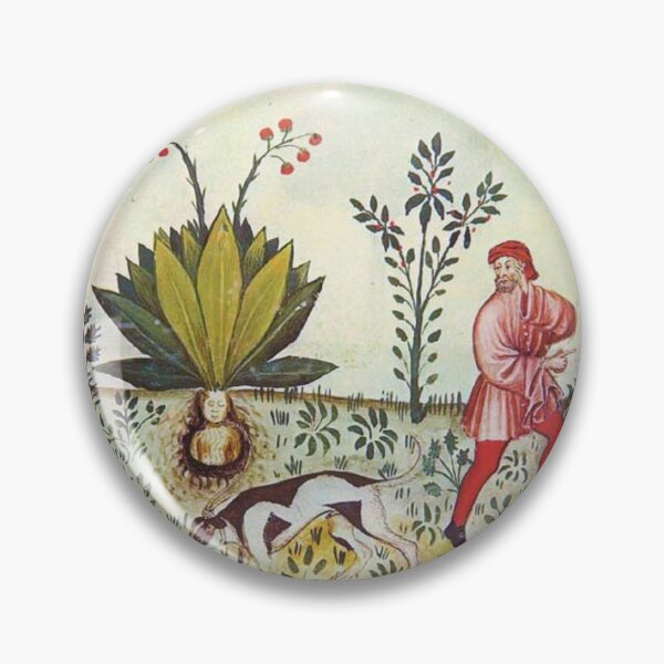 Item preview, Mandrake, Mandragora Illustration designed and sold by KGBird.