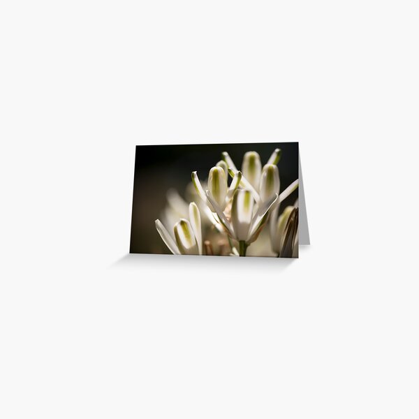 Albuca Nelsonii Greeting Card