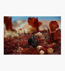The Rashlands Photographic Print
