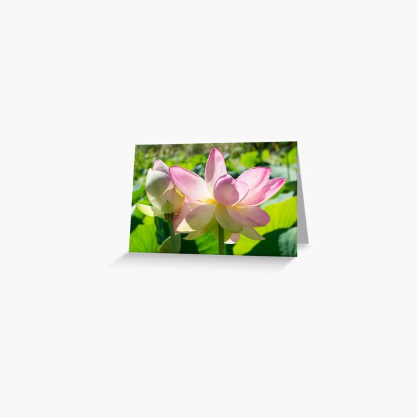 Nelumbo Nucifera, Sacred Lotus Greeting Card