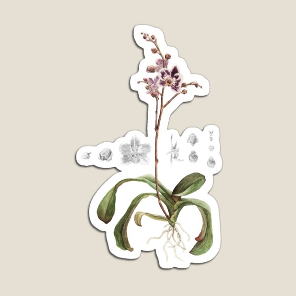 Phalaenopsis Orchid Magnet