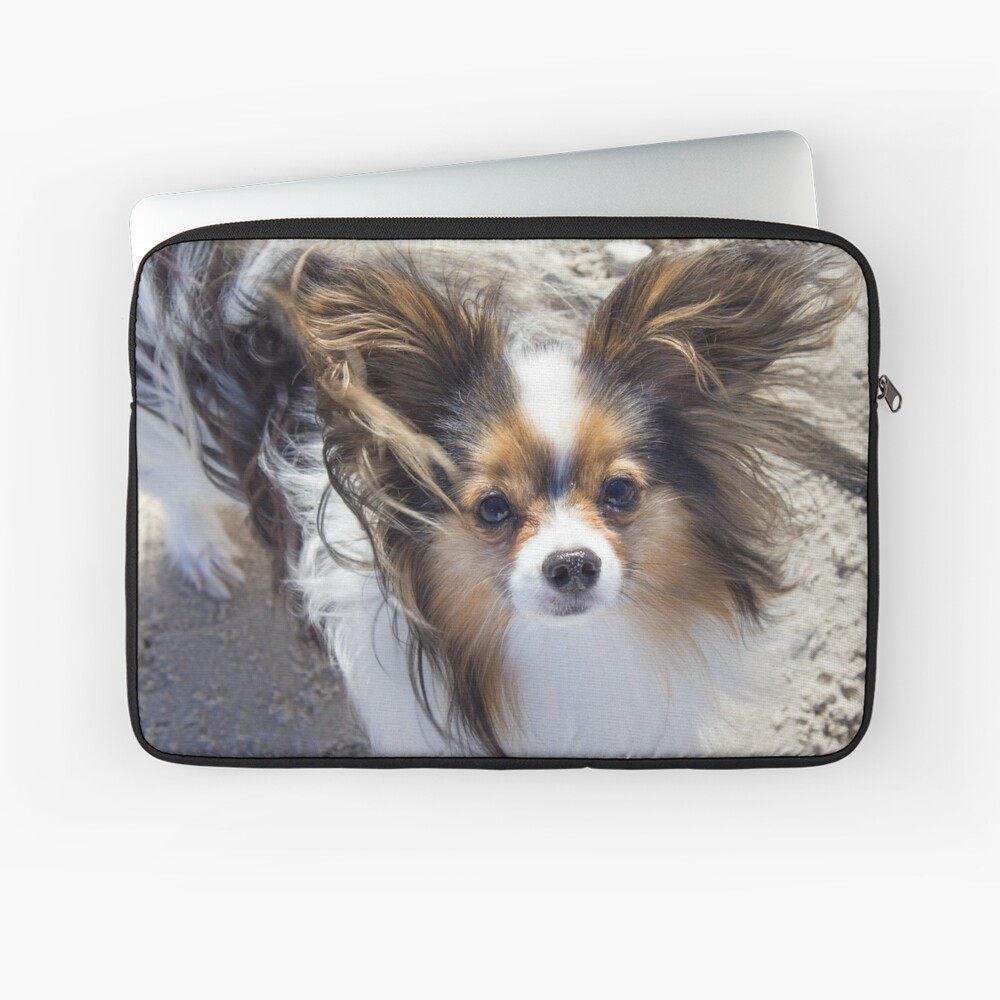 Papillon dog at the beach iPhone Case by Papillondream