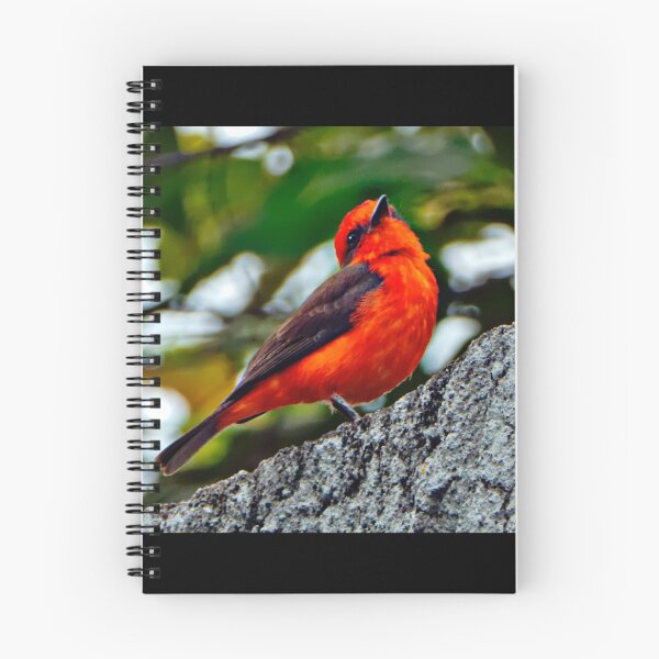 Item preview, Male Vermilion Flycatcher II designed and sold by alabca.