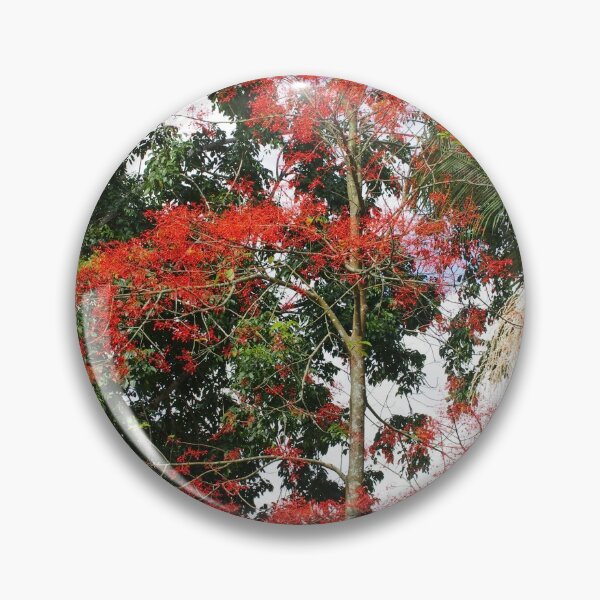 Artikelvorschau, Nature's Own, Weihnachtszeit ~ Illawarra Flammenbaum (Brachychiton acerifolius) FNQ entworfen und verkauft von Kerryn Madsen-Pietsch.