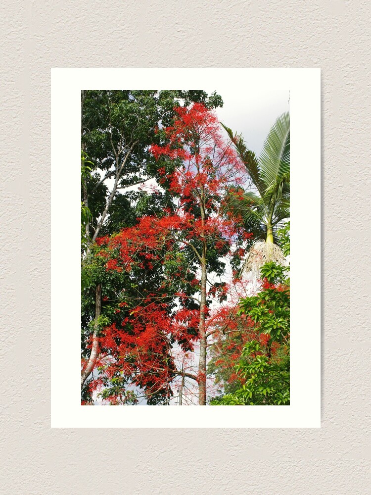 "Nature's Own, Christmas Time Illawarra flame tree (Brachychiton