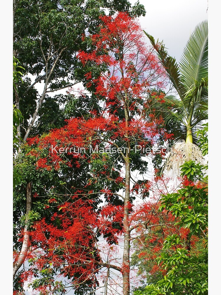 "Nature's Own, Christmas Time Illawarra flame tree (Brachychiton