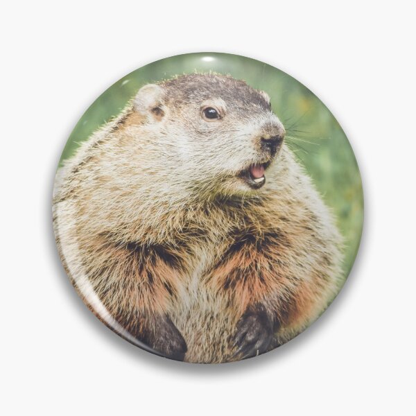 Item preview, Groundhog sitting in grass with mouth open in vintage garden setting designed and sold by Rabbitti.