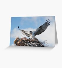 Returning to the nest - Osprey Greeting Card