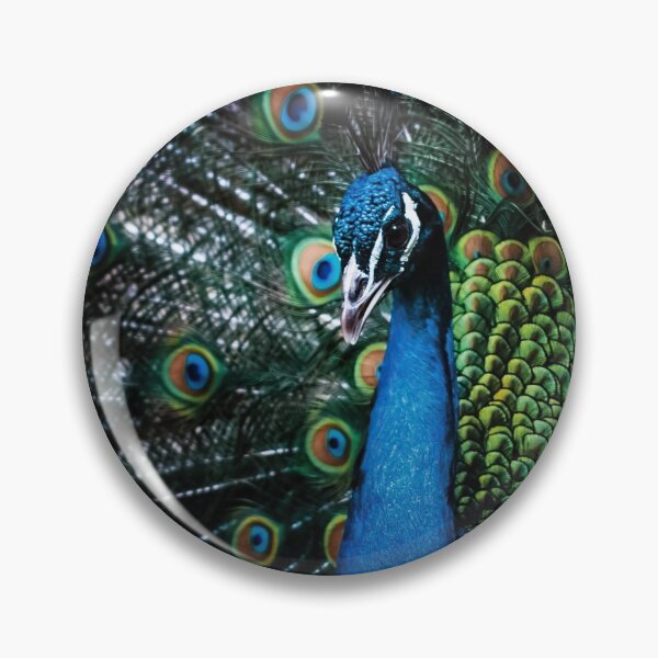 Item preview, Portrait of beautiful peacock with feathers out. Male peacock with expanded feathers designed and sold by Mikhail Palinchak.
