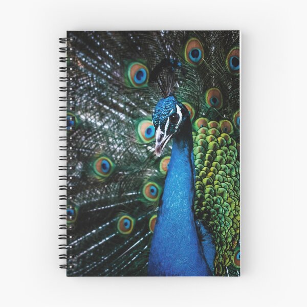 Item preview, Portrait of beautiful peacock with feathers out. Male peacock with expanded feathers designed and sold by Mikhail Palinchak.