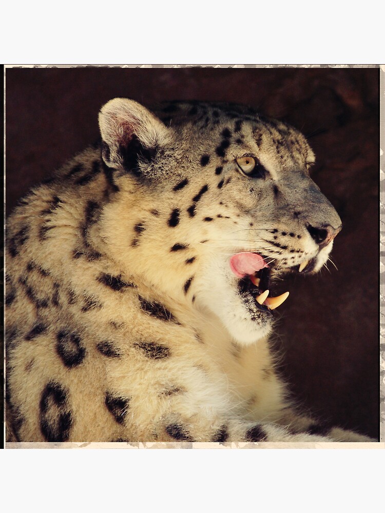 snow leopard by rogersmith