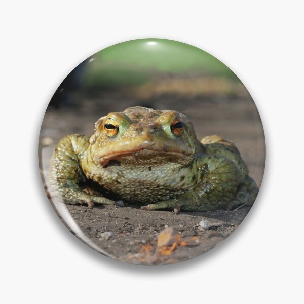 Item preview, Common toad designed and sold by NW-Photo-Art.