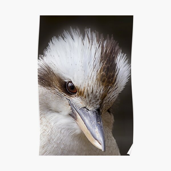 Australian Native Kookaburra Bird Wildlife Portrait Poster