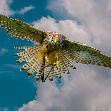 Artwork thumbnail, Wind hover by Dalyndigital Photography