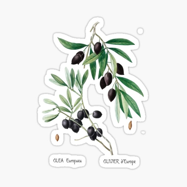 Olive, Olea Eupoaea, Olivier d'Europe Sticker