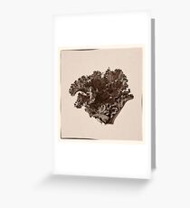 Plant Form 76 Greeting Card