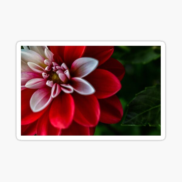 Item preview, Red and White Dahlia designed and sold by DonnaMariePhoto.
