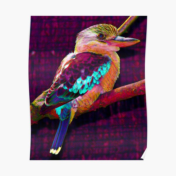 Australian Native Kookaburra Bird Wildlife Portrait POP ART Poster