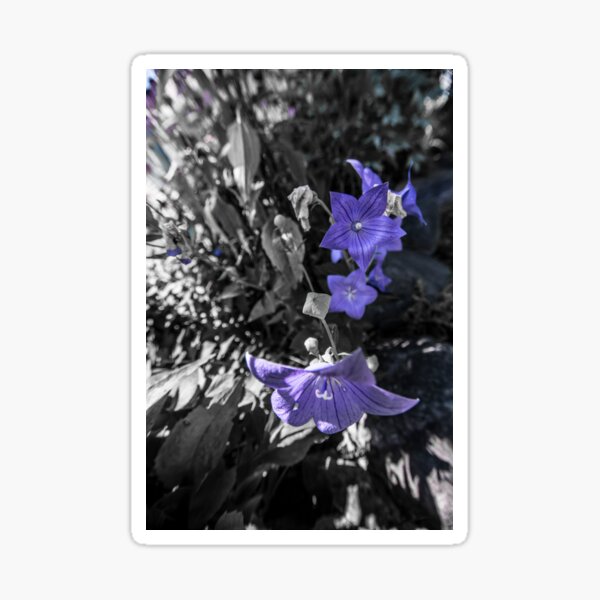 Balloon Flower Sticker