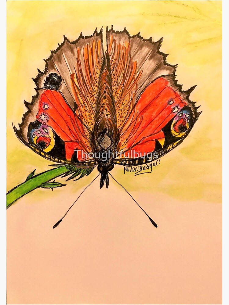 Peacock Butterfly by Thoughtfulbugs