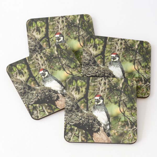 Item preview, Acorn woodpecker, birds, wildlife, gifts designed and sold by Sandra O'Toole.