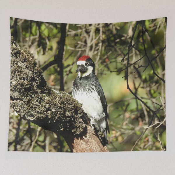 Item preview, Acorn woodpecker, birds, wildlife, gifts designed and sold by Sandra O'Toole.