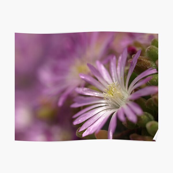 Pink succulent 'daisy' flowers Poster