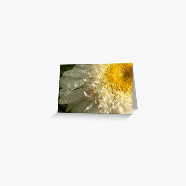 Cape Daisy Greeting Card