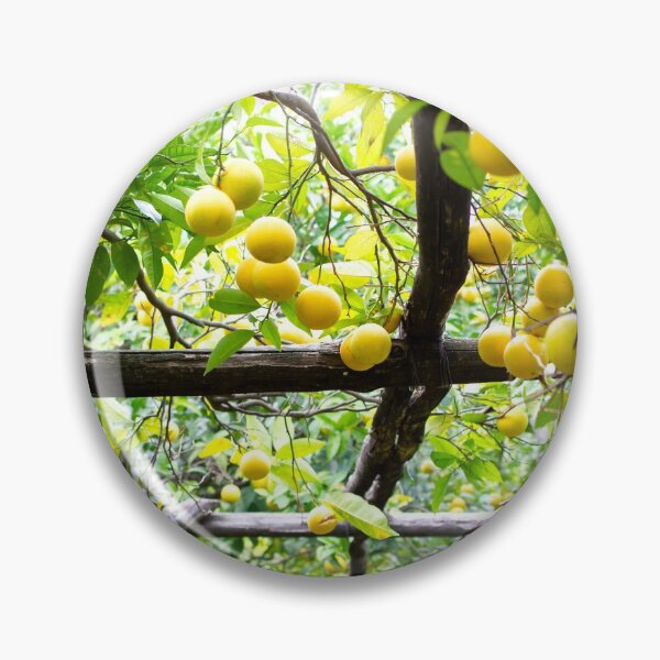 Item preview, Citrus orchard in Amalfi Coast, Italy designed and sold by Rrrainbow.
