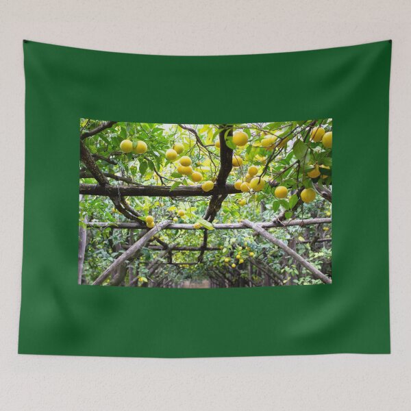 Item preview, Citrus orchard in Amalfi Coast, Italy designed and sold by Rrrainbow.