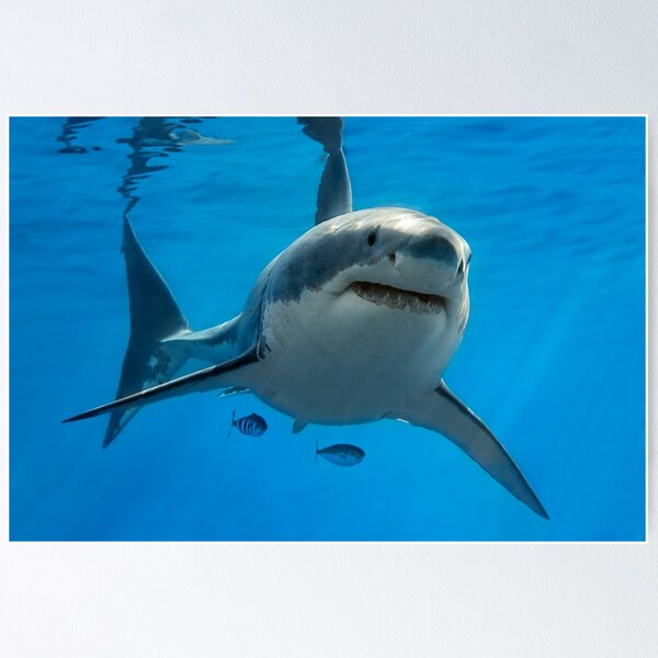 Item preview, The Great White Shark designed and sold by Kameranobs.