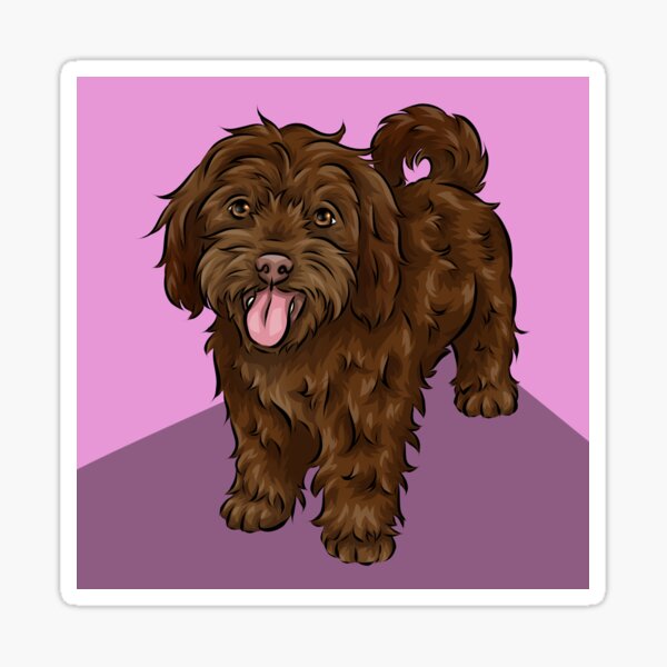 chocolate cavapoo