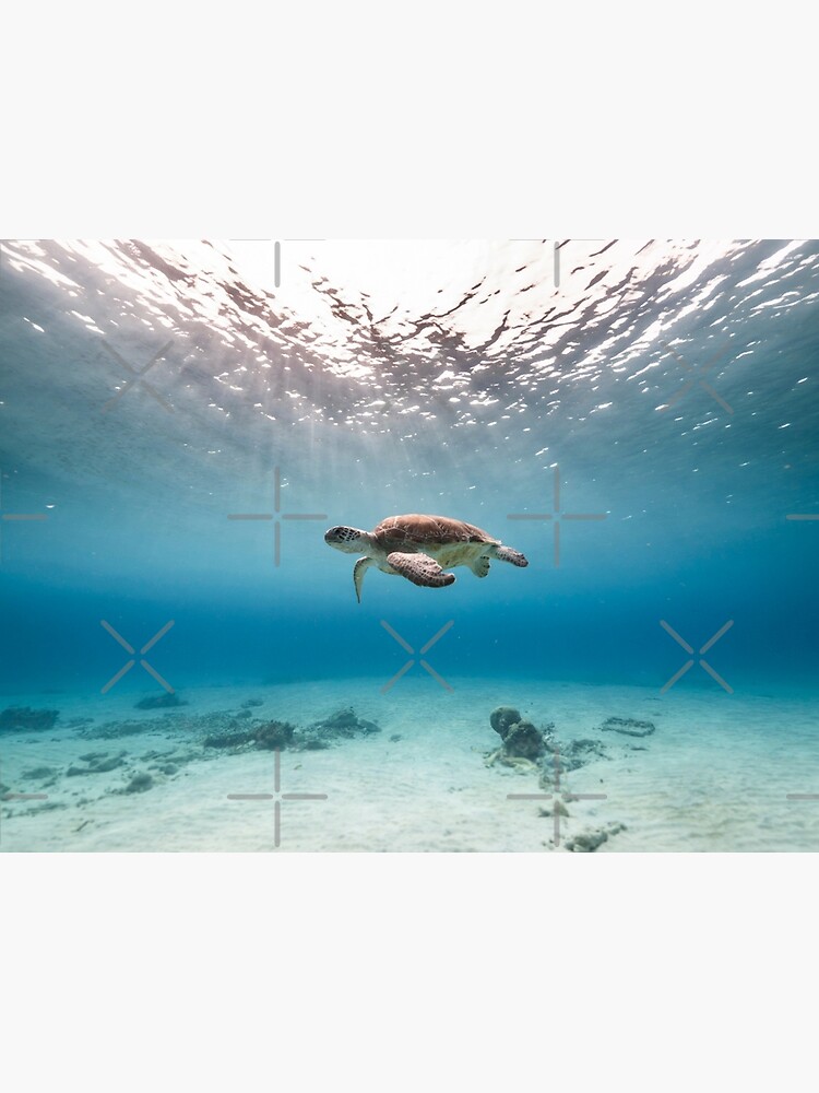 Blue ocean sea turtle - summer sea swimming turtle Canvas sold by ...