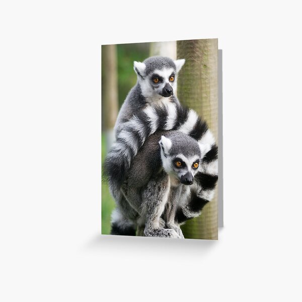 Two ring-tailed Lemurs Greeting Card