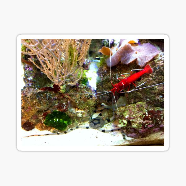 Red Fire Shrimp Sticker