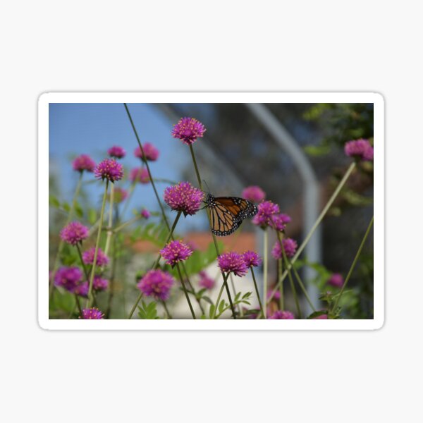 Butterfly on the Farm Sticker