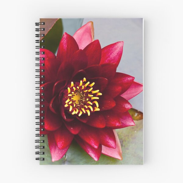Aperçu de l'œuvre Dark Lily créée et vendue par imagejournal.