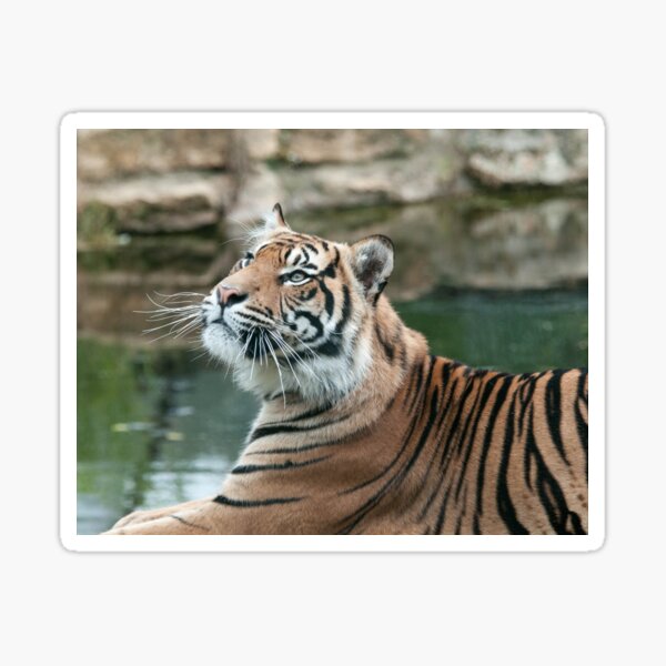 Tiger Photography Sticker