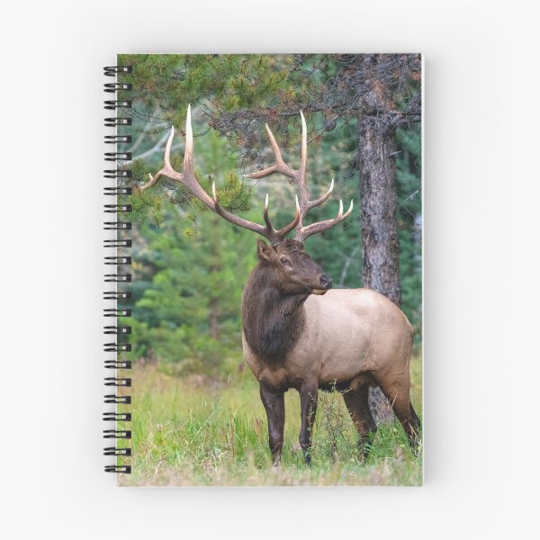 Item preview, Bull Elk or wapiti (Cervus canadensis) with Antler Rack designed and sold by ScienceSource.