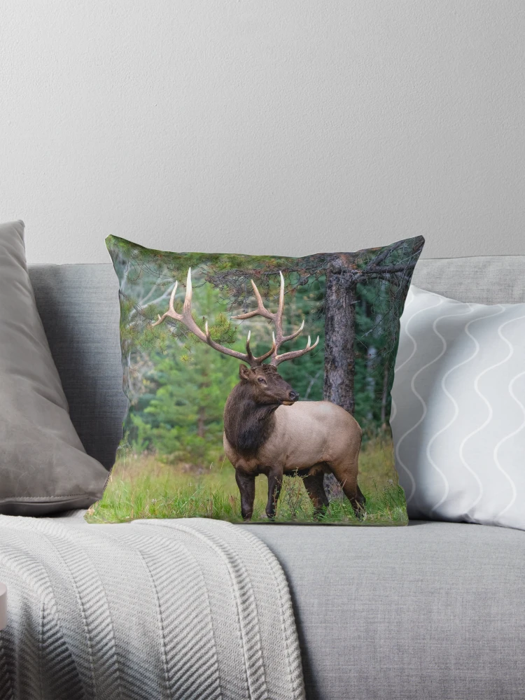 Bull Elk or wapiti Cervus canadensis with Antler Rack Pillow for Sale by ScienceSource Redbubble