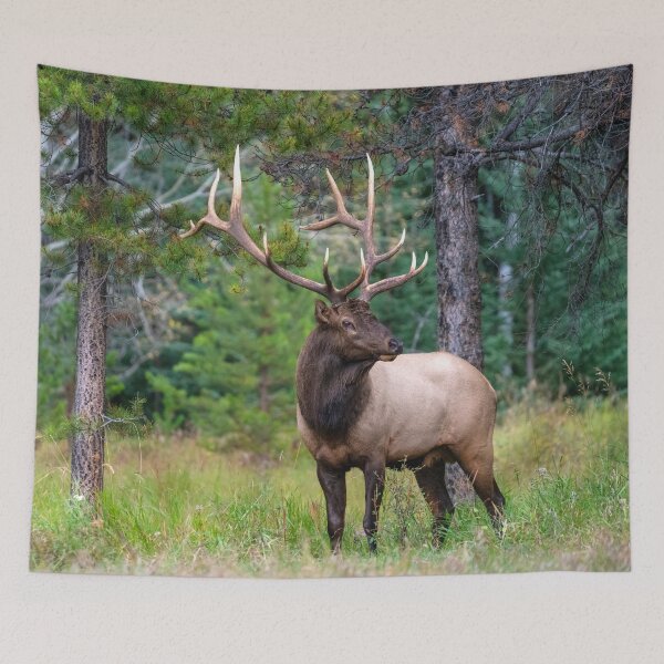 Item preview, Bull Elk or wapiti (Cervus canadensis) with Antler Rack designed and sold by ScienceSource.