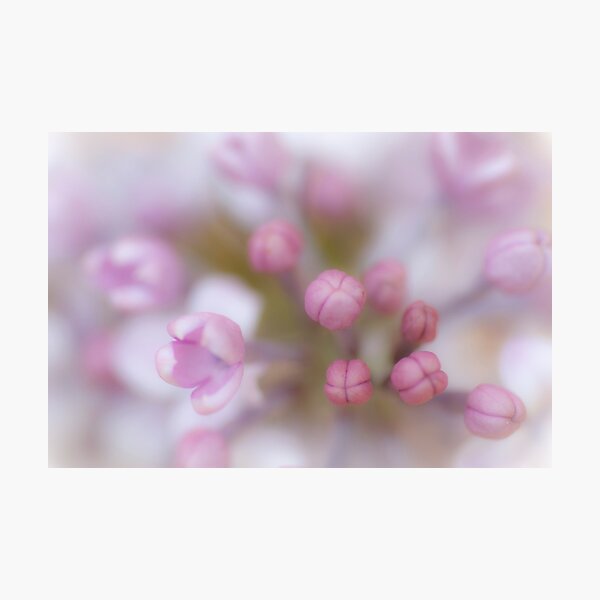 Aperçu de l'œuvre Soft créée et vendue par imagejournal.