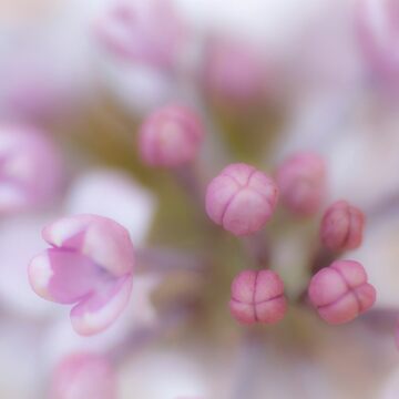 Artwork thumbnail, Soft by imagejournal