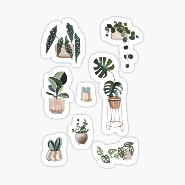 Potted Plants Collection Aesthetic