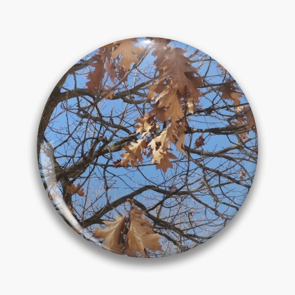 Dry autumn leaves on the tree Pin