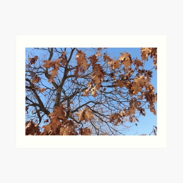 Dry autumn leaves on the tree Art Print