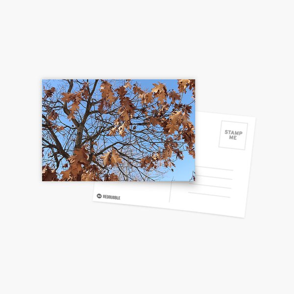 Dry autumn leaves on the tree Postcard