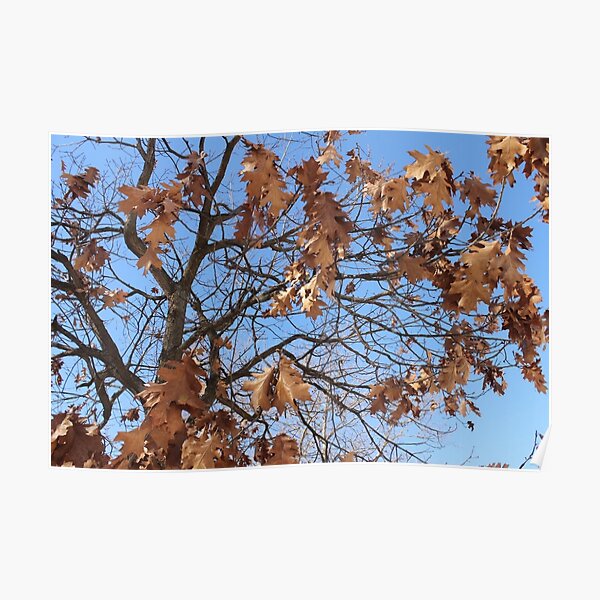 Dry autumn leaves on the tree Poster