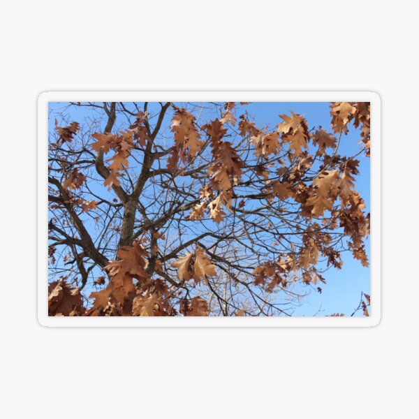 Dry autumn leaves on the tree Transparent Sticker